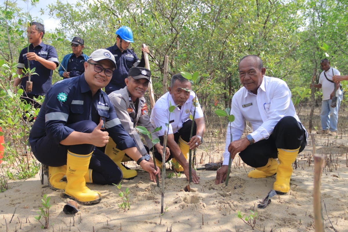 Langkah Berkelanjutan PT Timah Dalam Melestarikan Lingkungan, Tanam 2500 Bibit Mangrove di Karimun