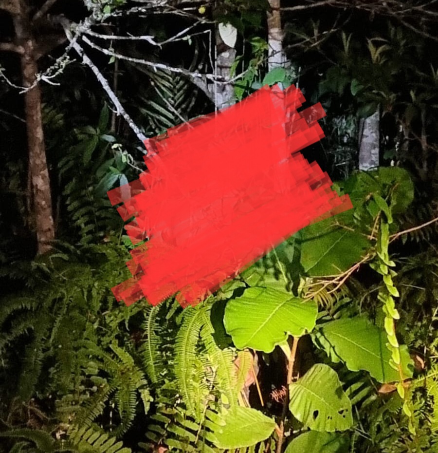 Malam-malam, Warga Temukan Mayat di Pohon Tengah Hutan