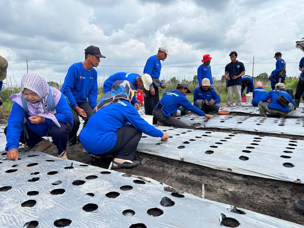 PT Timah Gelar Pelatihan Budidaya Bawang Merah di Belitung Timur