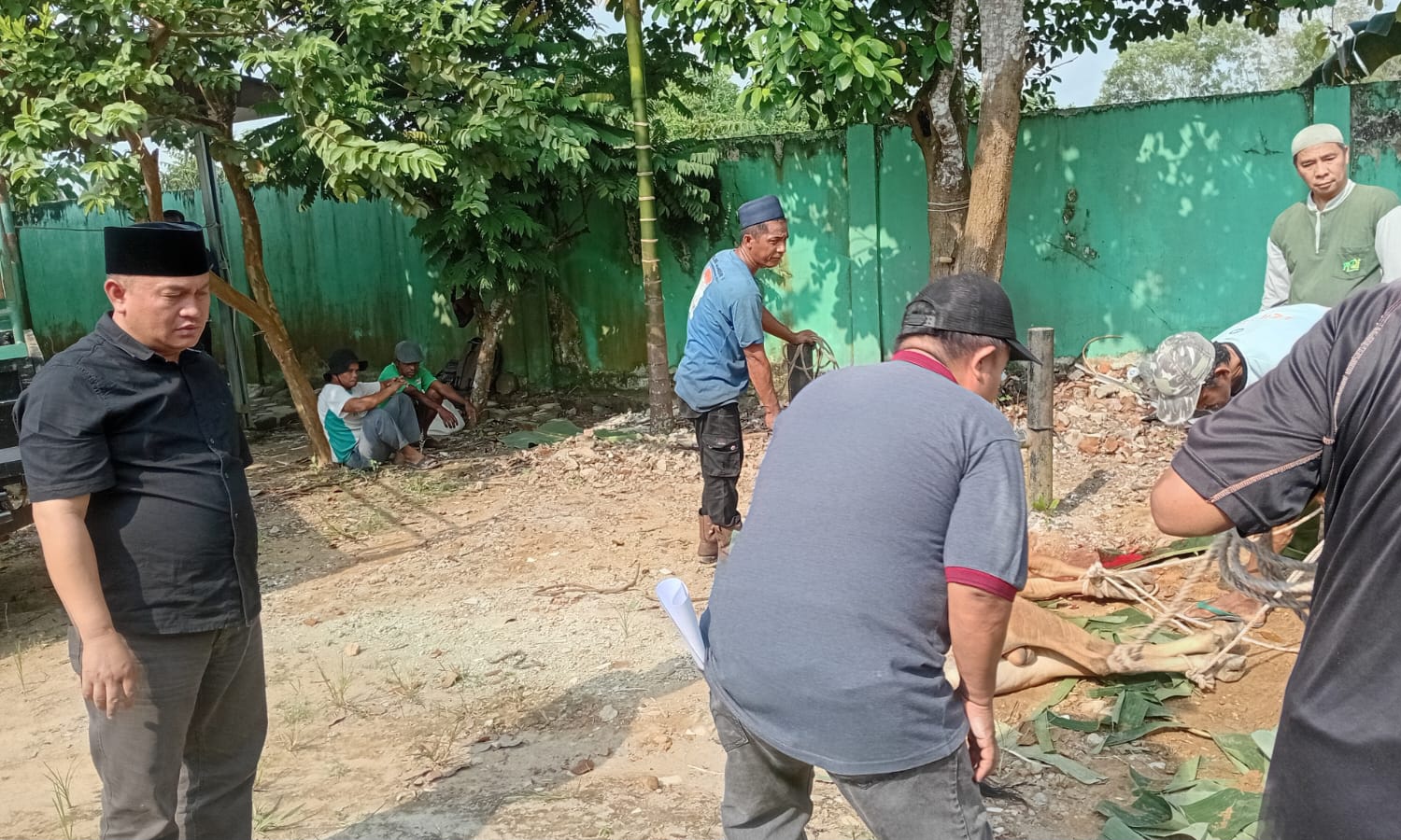 Kakanwil Kemenag Babel Sumbang 1 Ekor Sapi di Beltim, Pegawainya Urunan 4 Sapi Bagi Warga di Pulau Bangka
