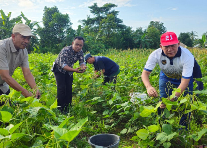 Lapas Pangkalpinang Panen Kacang Hijau Bersama Kakanwil Ditjenpas Babel
