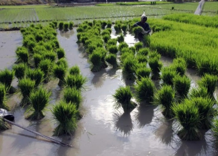 Revisi Perpres 59/2019 dan Urgensi Menyelamatkan Sawah Indonesia