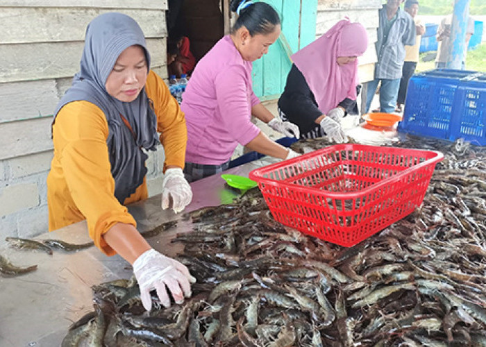 Koperasi Produsen Samudera Bakit Budidayakan Udang Vaname dari Bantuan CSR PT Timah Tbk