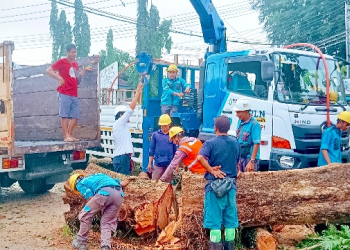 PLN Kolaborasi dengan Pemkot Pangkalpinang Gelar Kegiatan Pangkas Pohon Bersama