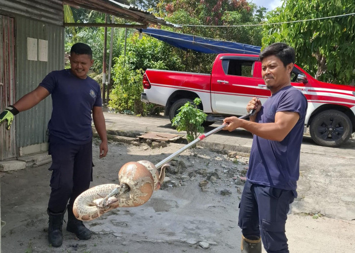 Damkar Kabupaten Bangka Tangkap Ular Bakas di Kediaman Warga Kenanga Pemali   