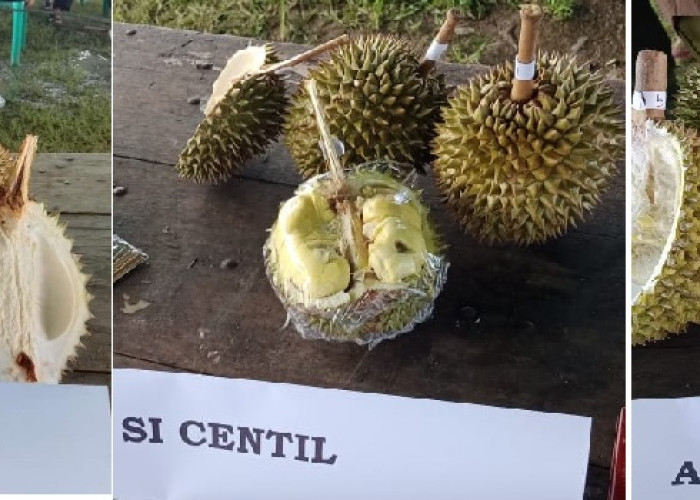  Puluhan Jenis Durian Ikuti Kontes, dari Cak Lontong Hingga Si Centil