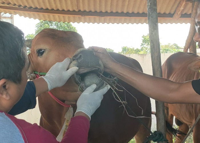 Pengawasan Hewan Kurban, di Basel Ratusan Sapi dan Kambing Dipastikan Sehat Jelang Iduladha 2026