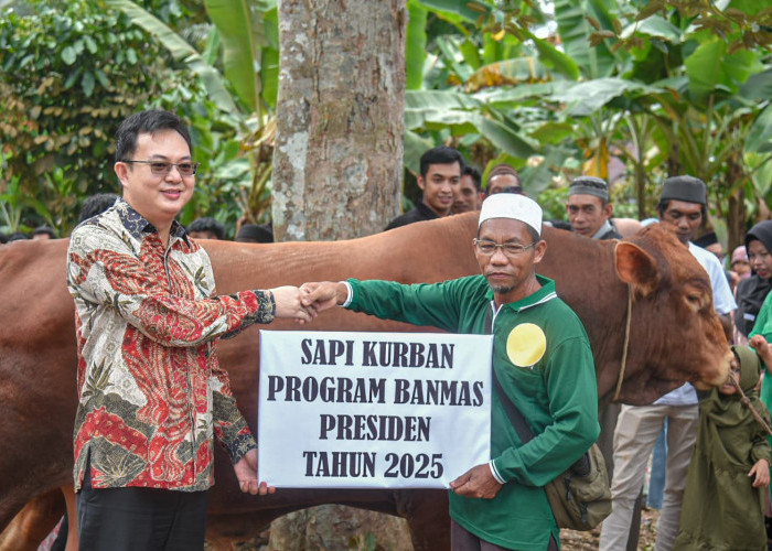 Sapi Dari Presiden Prabowo Diserahkan Bupati Markus