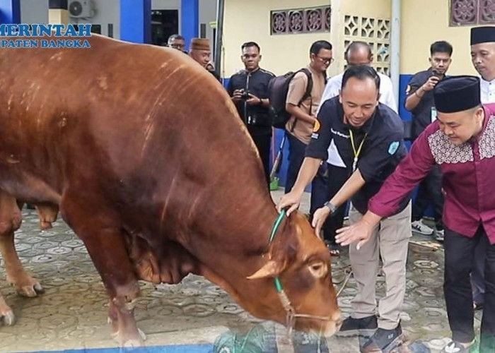 Sapi Kurban 918 Kg Bantuan Presiden Diserahkan Pj Bupati Bangka