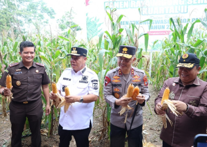 Polda Babel Panen Raya Jagung Di Kebun Ketahanan Pangan, Hasilkan 11 Ton Lebih Jagung Hibrida