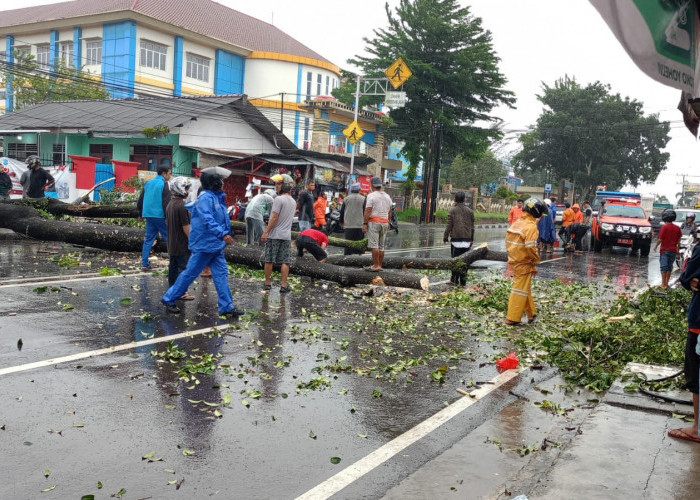 Pastikan Penanganan Pohon di Pangkalpinang, Pj Wako Budi: Keselamatan Warga Prioritas Kami