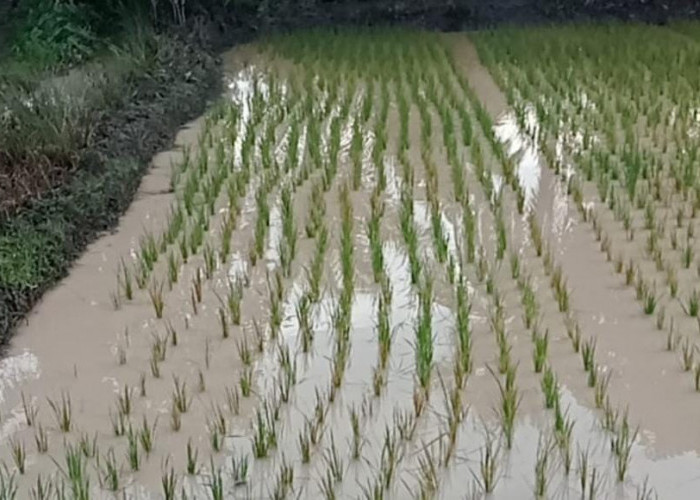 Polemik Limbah Dipengairan Sawah Rias Akibat Tambang Ilegal, Tahang : Pelakunya Ditindak Tegas 