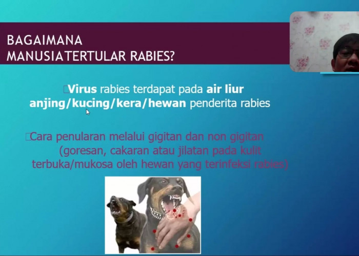 Awas! Daerah di Indonesia Endemis Rabies, Bagaimana Bangka Belitung?