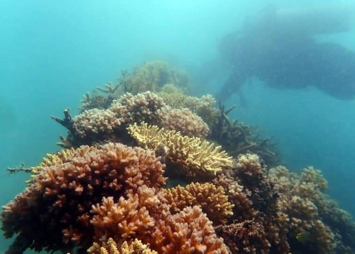 Indahnya Coral Garden di Pulau Putri, Kolaborasi PT Timah Tbk dan Nelayan Dukung Wisata Bawah Laut