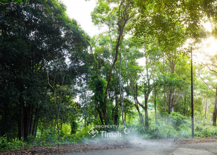 Konservasi Hutan Kehati, Langkah Nyata PT Timah Menuju Keberlanjutan