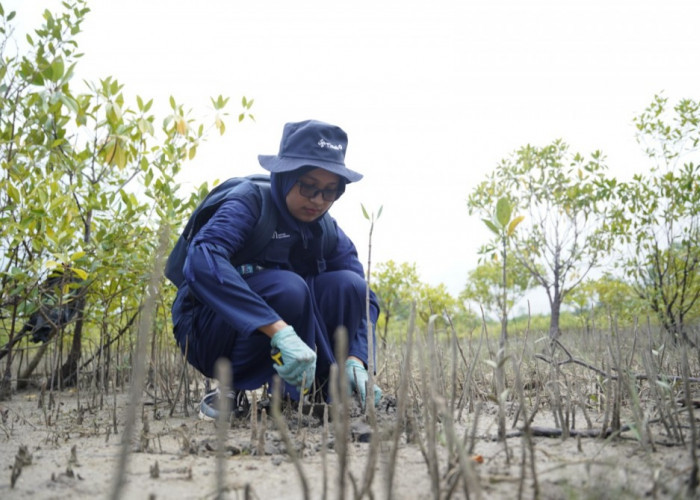 Jaga Ekosistem Pesisir dan Wujudkan Net Zero Emission, PT Timah Tbk Konsisten Tanam Mangrove di Wilayah Operas