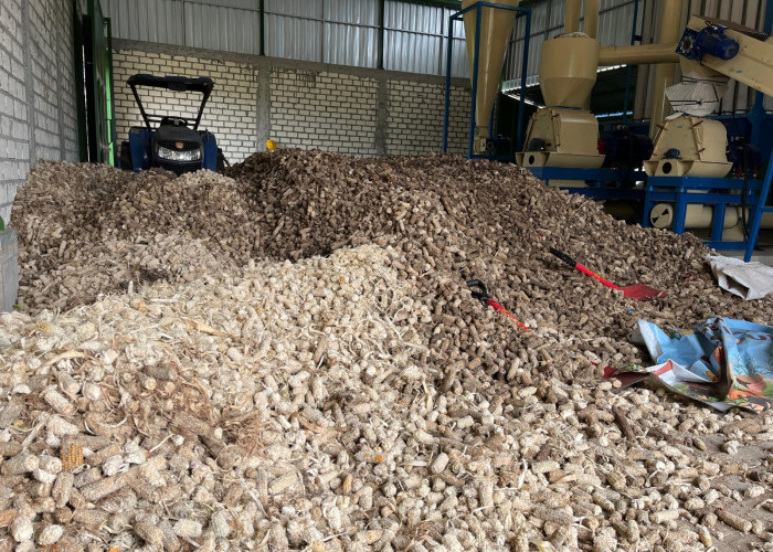PLN Sulap Limbah Jagung Jadi Listrik, Petani Tuban Dapat Tambahan Penghasilan