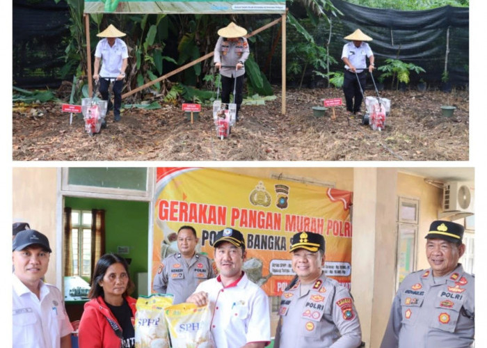 Dukung Ketahanan Pangan Kuartal IV, Polres Basel Tanam Jagung Serentak 