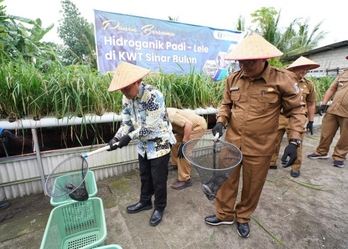 Perkuat Semangat GNPIP: BI Babel Panen Bersama Hidroganik Padi - Lele di KWT Sinar Bulan Pangkalpinang