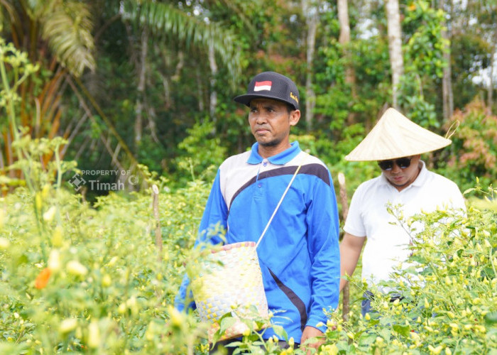 Didukung PT Timah, Gapoktan Sinar Baru Bangka Selatan Andalkan Budidaya Cabai untuk Kesejahteraan Petani