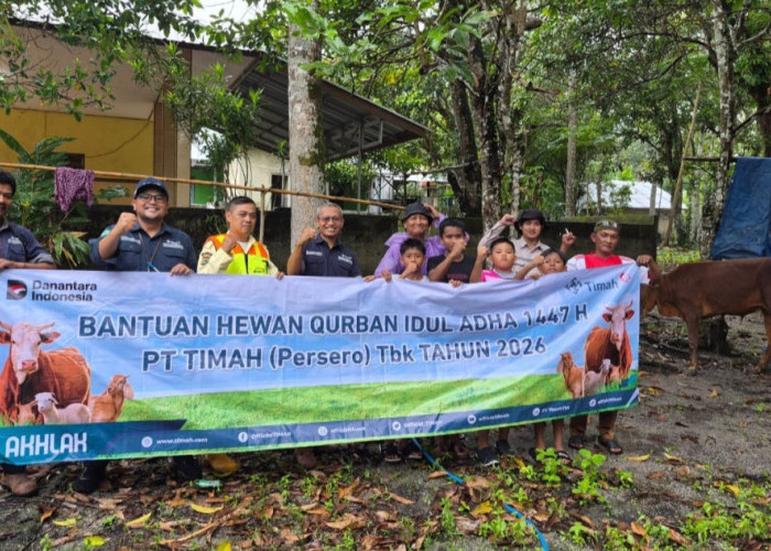 Hadir Lebih Dekat dengan Masyarakat, PT Timah Bagikan Puluhan Sapi Kurban di Pulau Belitung
