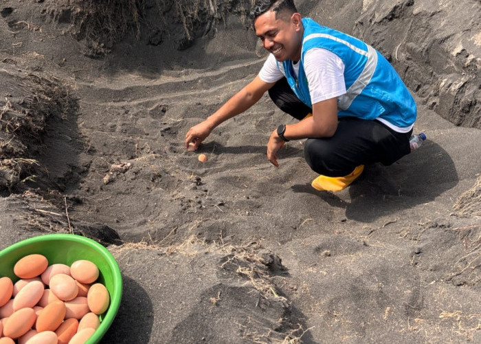 Dari Pesisir Tobelo, PLN Menanam Harapan untuk Generasi Mendatang