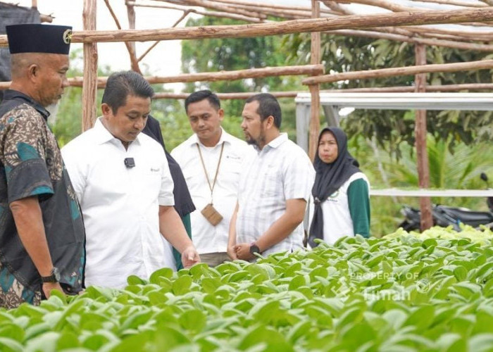 Bersama PT Timah, Kelompok Hidroponik Lanjut Bestari Bangun Ketahanan Pangan dari Desa