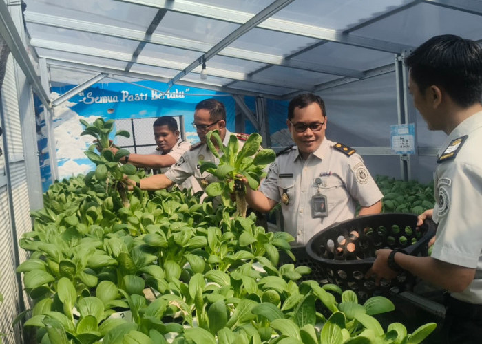 Lapas Narkotika Pangkalpinang Panen 64 Kg Pakcoy dari Styrofoam Bekas, Warga Binaan Dilibatkan