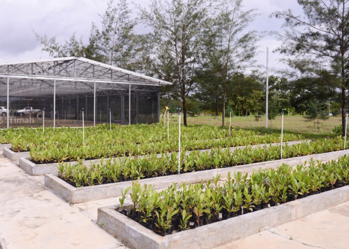 Komitmen Pengelolaan Lingkungan, PT Timah Reklamasi ratusan Hektar Lahan Pasca Tambang di Bangka Belitung