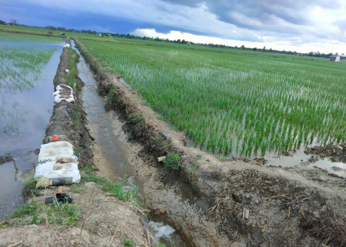 Sawah Rias Kemasukan Air Laut, Petani Sudah 3 Malam Berjaga