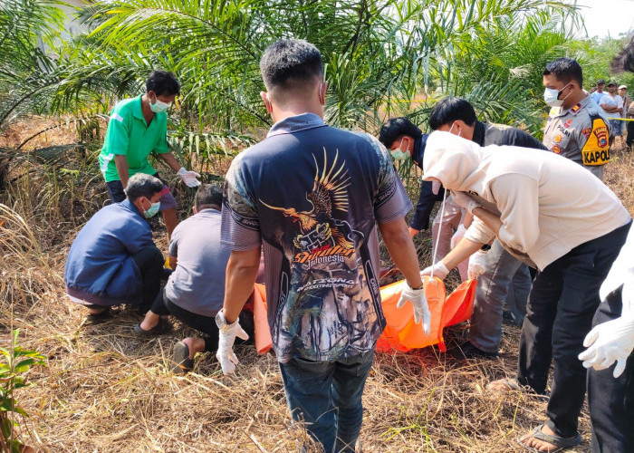 Berawal dari Bau Menyengat, Warga Desa Kace Temukan Jasad Perempuan di Kebun Sawit