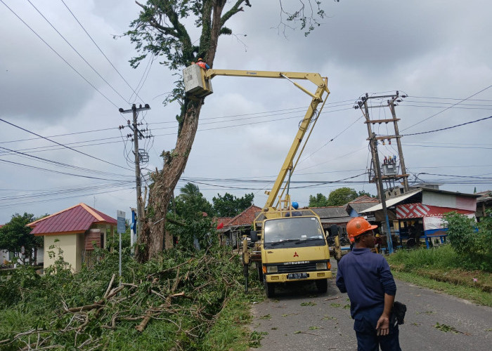 Cegah Kecelakaan, PT Timah dan PLN Lakukan Penebangan Pohon Berisiko di Kawasan Mentok 