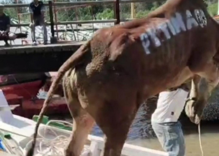 Sapi Kurban Loncat dari Dermaga ASDP Manggar