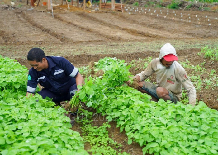 Farm Estate Tanjung Ular PT Timah, Manfaatkan Lahan Untuk Dukung Asta Cita