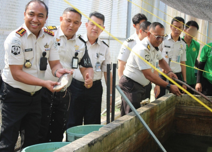 Panen 300 Kg Gurame, Lapas Narkotika Pangkalpinang Optimalkan Budidaya Perikanan Air Tawar