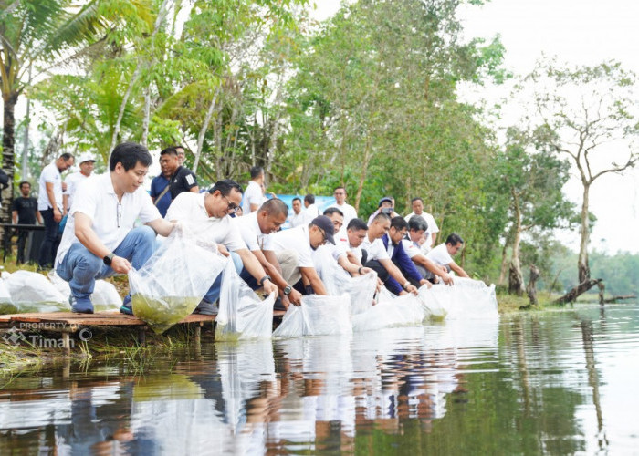 PT Timah Tbk Tebar Belasan Ribu Bibit Ikan di Kolong Bekas Tambang