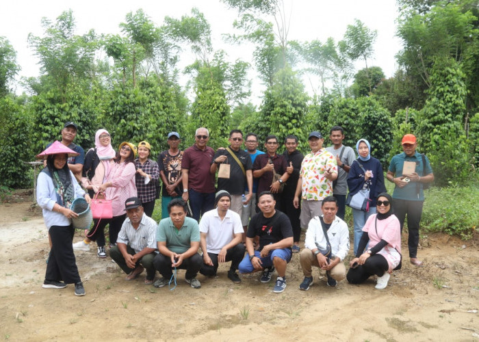 Produksi Lada di Belitung Semakin Pesat, Petani Sasar Peluang Ekspor