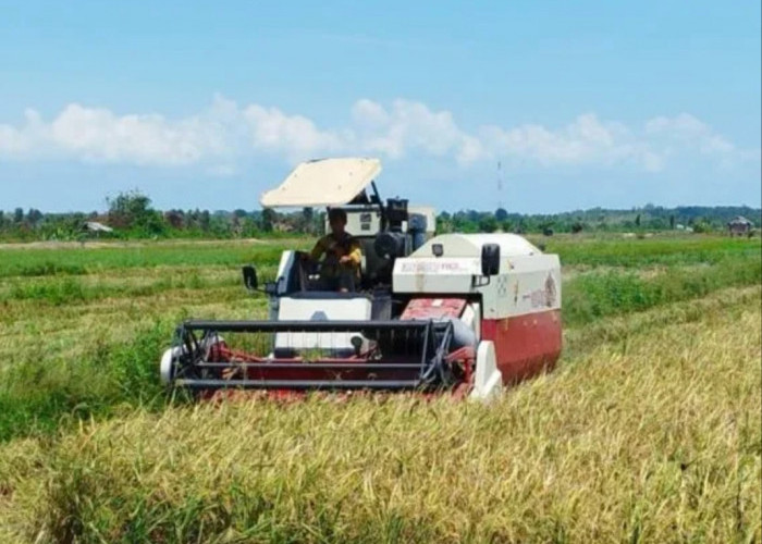 BMKG Ingatkan Petani Tak Tanam Padi Selama Kemarau Guna Cegah Puso