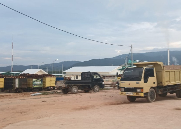 TBS Warga Perlang Antri Lama Bahkan Menginap, Kades Tagih Komitmen Pabrik CPO PT Perlang Sawitindo