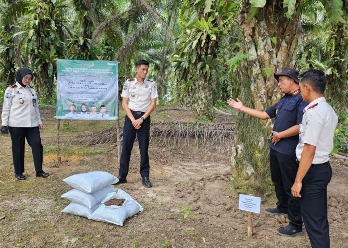 Kompos Lapas Pangkalpinang Uji Kualitas di Kebun Sawit Binaan Lapas Tanjungpandan