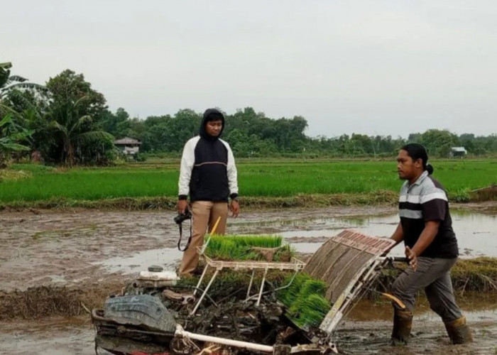DKPP Belitung: Petani milenial garap sawah 334 hektare
