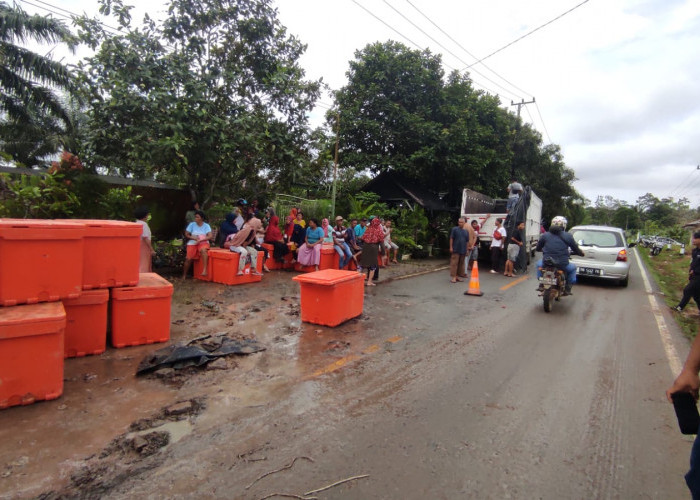 Truk Terguling di Air Belo, 5 Ton Udang Berhamburan di Jalan
