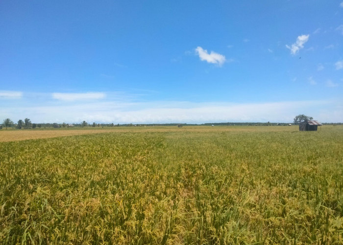 Petani Serdang Kecewa Bulog Tak Serap Gabah, Akui Baru Satu Kali Diserap 