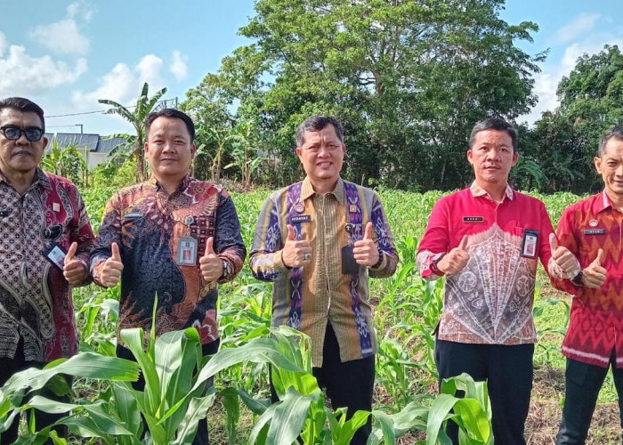 Kalapas Hidayat dan Jajaran Pastikan Ketahanan Pangan di Lapas Pangkalpinang dengan Berkebun Jagung