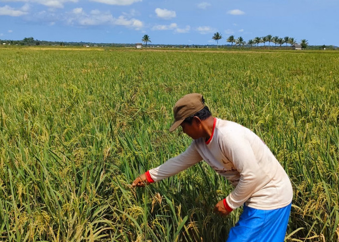 Permintaan Beras Lokal Meningkat Hingga 30 Persen 