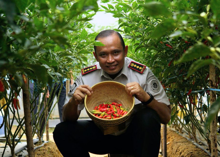Lapas Pangkalpinang Panen Perdana 16 Kg Cabai Rawit di Lahan Marginal