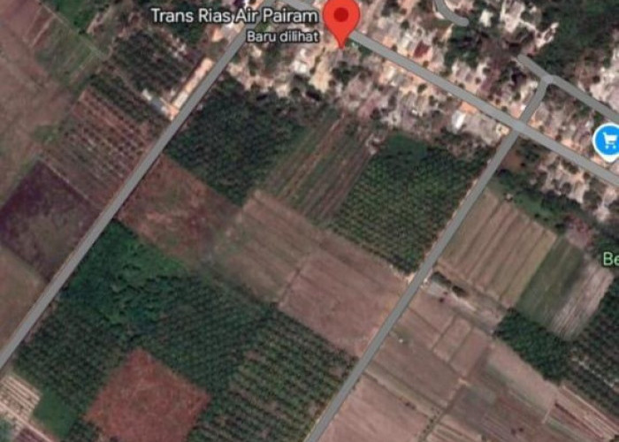 Ada Kebun Sawit di Tengah Sawah Rias, Pengairan Kering, Panen Anjlok