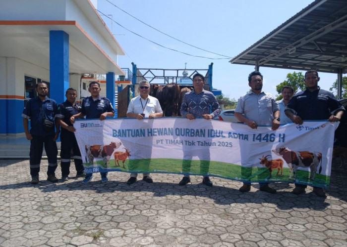 Idul Adha Penuh Makna, PT Timah Bagikan Hewan Kurban untuk Masyarakat Bangka Barat