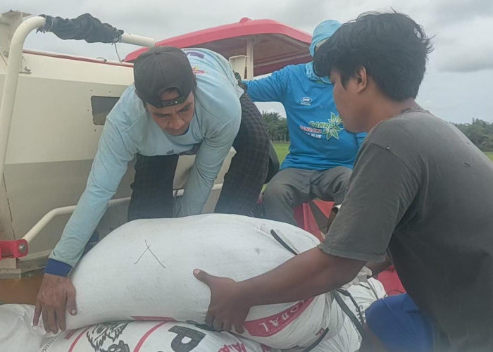 Akibat Serangan Hama, Panen Perdana IP 300 di Desa Rias Belum Maksimal 