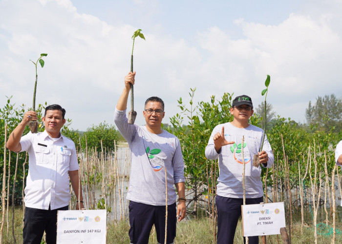 PT Timah Tbk Tanam Ribuan Mangrove dan Pohon Buah, Dukung Program Gotong Royong Boyong Pohon Kementerian BUMN